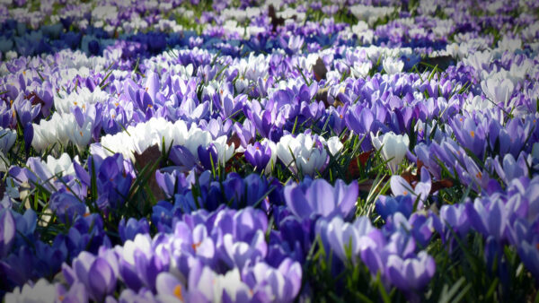 Wallpaper Violet, Flowers, White, Garden, Crocus, Field