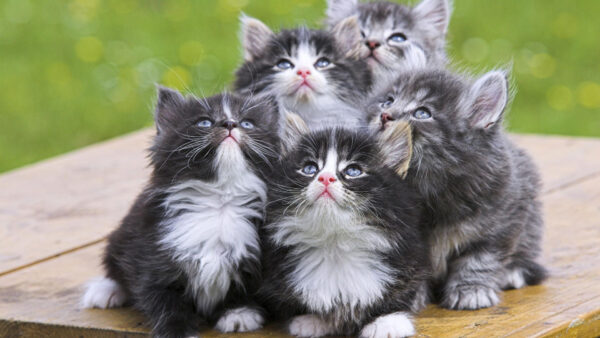 Wallpaper Kittens, Cat, Looking, White, Desktop, Sitting, Table, Are, Cute, Black, Wooden