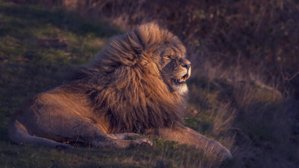 Wallpaper Background, Grass, Lion, Stare, Look, Lying, Dark, Down, Green, With