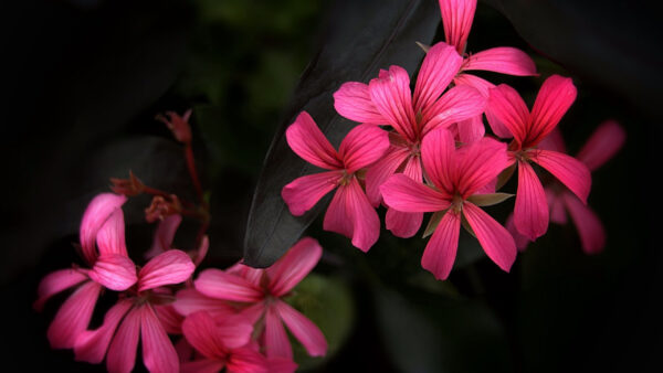 Wallpaper Plants, Flowers, Petals, Pink