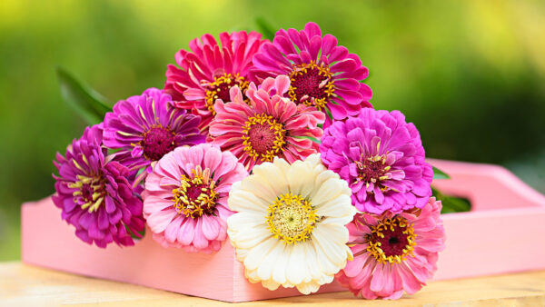 Wallpaper Colorful, Flowers, Blur, Background, Green