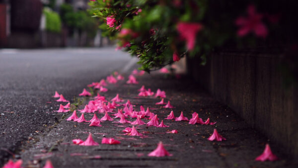 Wallpaper Flowers, Background, Asphalt, Nature, Petals, Closeup, Pink, Blur, View