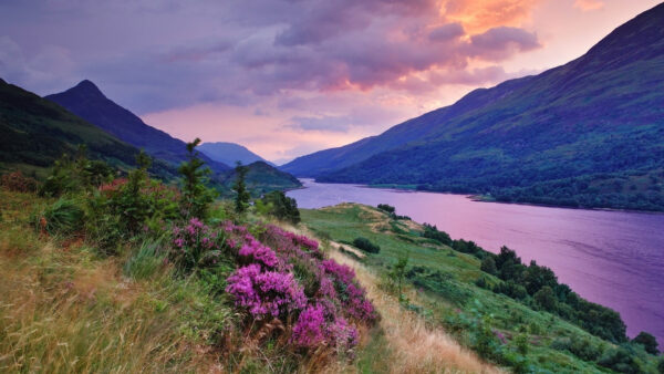 Wallpaper Purple, Water, Flowers, White, Mountains, Sky, Under, Between, Plants, Body, Nature, Clouds, Grass, Green