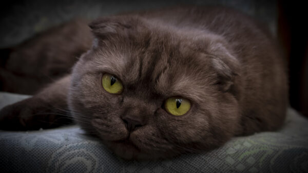 Wallpaper Down, Cloth, Eyes, Yellow, Cat, Lying, Brown