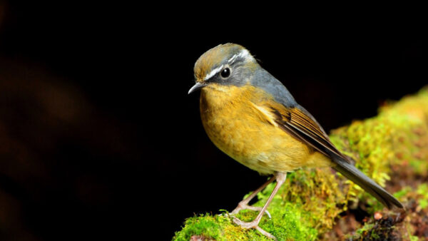 Wallpaper Black, Bird, Green, Background, Sand, Standing, Yellow, Covered, Algae, Birds