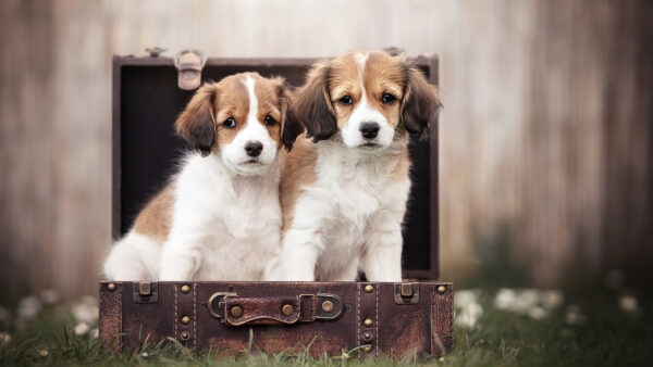 Wallpaper Puppies, Sitting, Kooikerhondje, Box, Baby, Inside, Dog