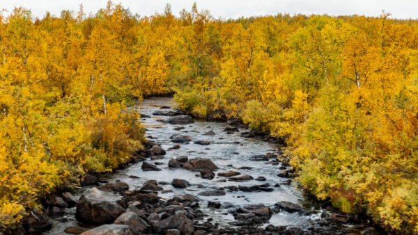 Wallpaper Green, Trees, During, Stream, Forest, Yellow, River, Between, Leaves, Desktop, Stones, Daytime, Mobile, Autumn