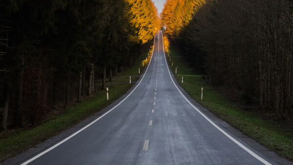 Wallpaper Trees, With, Green, Forest, Between, Road, Sunlight, Nature