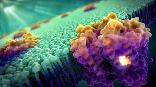 Wallpaper Cell, Cellular, Biology