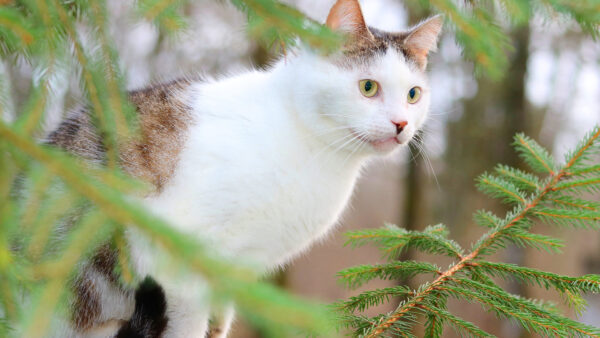 Wallpaper Sitting, Near, Tree, Cat, Branch, White, Black, Desktop, Brown