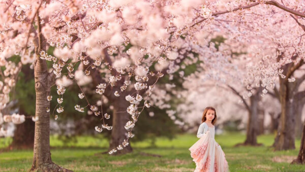 Wallpaper Standing, Trees, Branches, Dress, White, Girl, Pink, Wearing, Blossom, Background, Little, Under, Cute, Cherry, Blur
