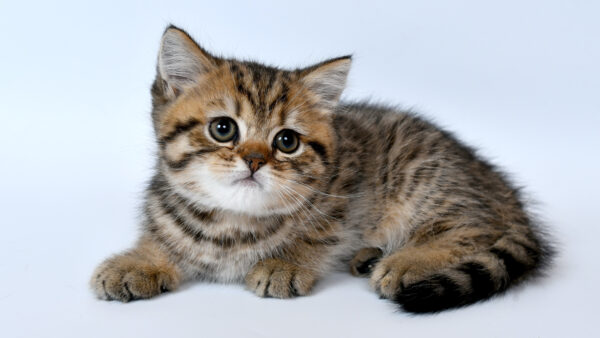 Wallpaper Background, Eyes, Cat, Brown, White, Kitten, Black