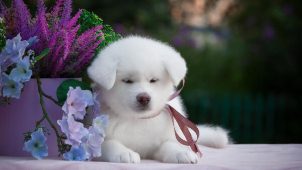 Wallpaper Cute, Puppy, Dog, Near, Flowers, Sitting, Purple, White