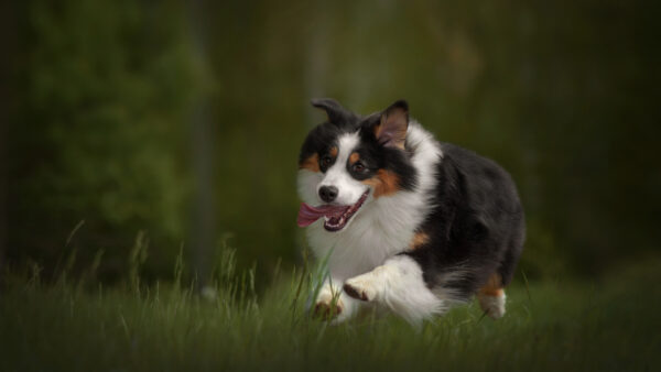 Wallpaper Dog, Pet, Green, Field, Grass, Running, Collie, Border
