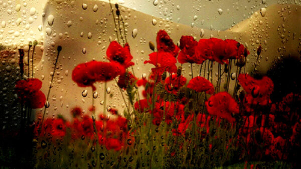 Wallpaper Rain, Flowers, Common, Poppy, Drops, Background, Red