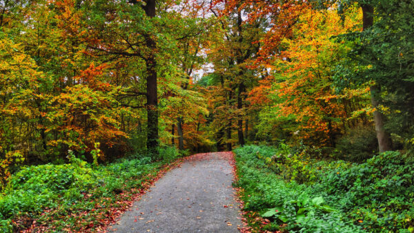 Wallpaper Forest, Path, Trees, Autumn, Bushes, Green, Fall, Between, Background, Plants