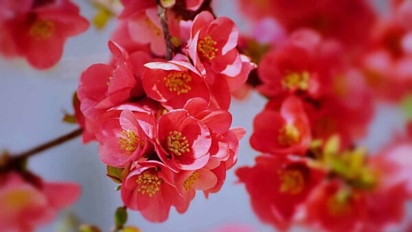 Wallpaper Sky, Cherry, Pink, Blossom, Branches, Flowers, Background, Tree