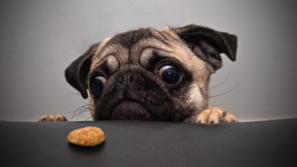 Wallpaper Cookies, Dog, Face, Pug, Sad, For