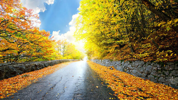 Wallpaper Between, Trees, Road, Autumn, Dry, Fall, Background, Colorful, With, Leaves, Forest