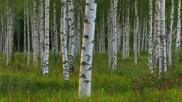 Wallpaper Plants, Trees, White, Tree, Green, Grass, Birch