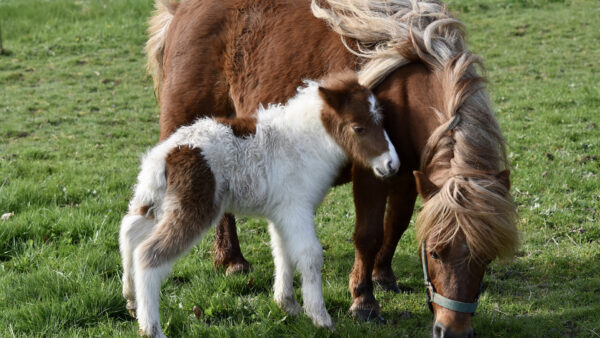 Wallpaper And, Horse, Brown, Standing, Are, Field, Grass, White, Foal