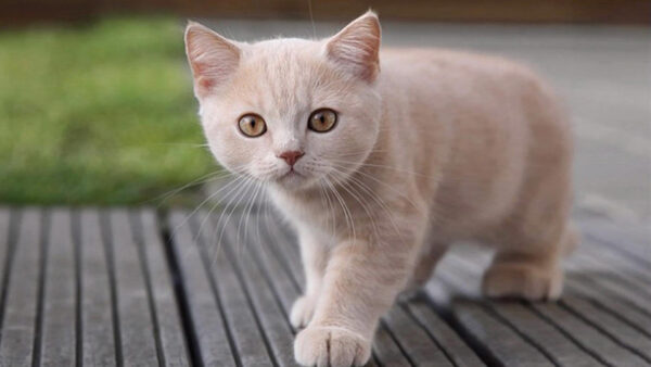 Wallpaper Light, White, Brown, Cat, Dock, Standing, Kitten, Wood