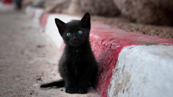 Wallpaper Blue, Eyes, Cat, Blur, Road, Background, Sitting, Black, Kitten