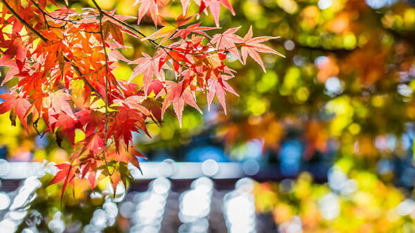 Wallpaper Leaves, Trees, Bokeh, Red, Autumn, Blur, Green, Branches, Yellow, Maple, Background