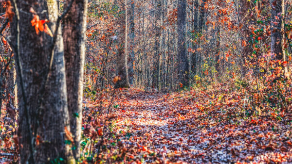 Wallpaper Fallen, Autumn, Leaves, Sunlight, Trees, Forest