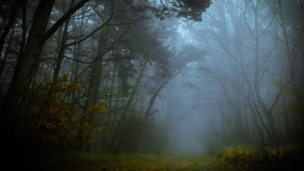 Wallpaper Autumn, Foggy, Beautiful, Trees, Forest