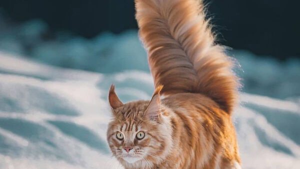 Wallpaper Blur, White, Cat, Brown, Fluffy, Tail, Cute, Background