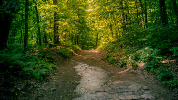 Wallpaper With, Forest, Sunlight, Bushes, Trees, Nature, Path, Between