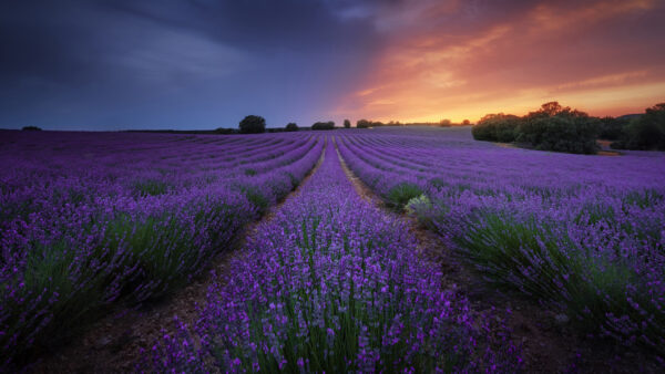 Wallpaper Sky, Lavender, Sunset, Bushes, Field, Flowers, Green, During, Under, Beautiful, Flowrs, Blue