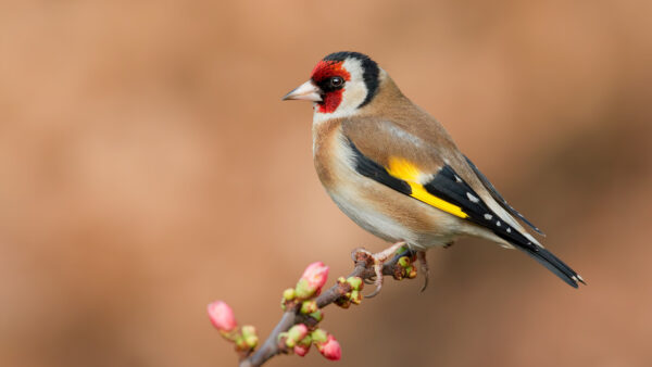 Wallpaper Bird, Yellow, Standing, Background, Brown, Blur, Black, Light, Goldfinch, Branch, Tree, Birds
