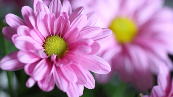 Wallpaper Desktop, Flower, Petals, Blur, Mobile, Pink, Background, Light, Flowers, Chrysanthemum