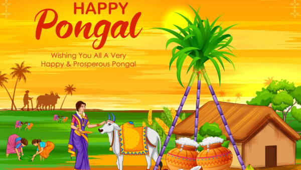 Wallpaper Very, All, And, You, Pongal, Prosperous, Happy, Wishing