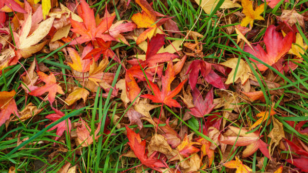 Wallpaper Mobile, Photography, Desktop, Yellow, Leaves, Dry, Grass, Red, Maple