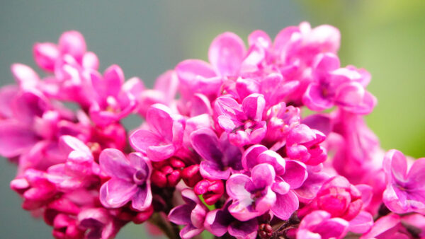 Wallpaper Pink, Flowers, Desktop, Lilac, Mobile, Blur, Background, Petals