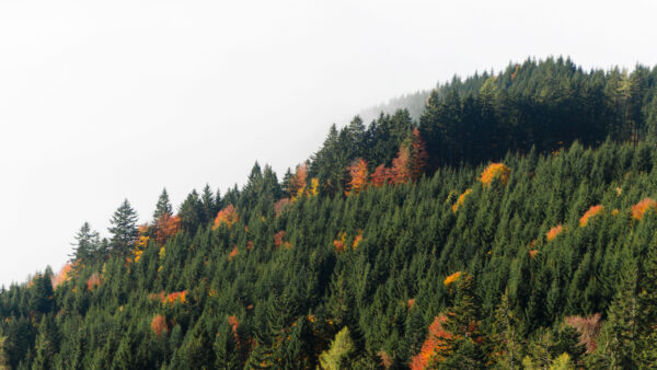 Wallpaper Desktop, With, Yellow, Trees, Mountains, Green, Nature, Fog, Orange, Slope, Mobile, Leaves, Forest