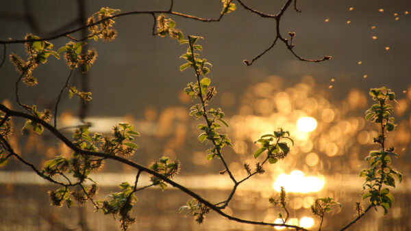 Wallpaper View, Desktop, Bokeh, Mobile, Closeup, Background, Blur, Plant, Green, Branches, Nature, Leaves