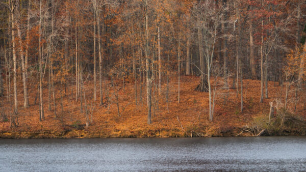 Wallpaper Bushes, Background, River, Trees, Dry, Leaves, Yellow, Forest, Nature