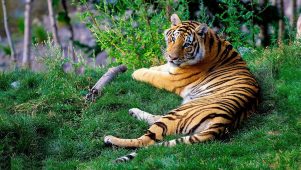 Wallpaper Tiger, Background, Blur, Bushes, Grass, Lying, Down, Bengal