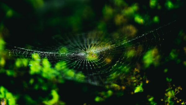 Wallpaper Macro, Spider, Web