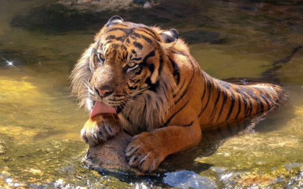 Wallpaper Tiger, Sumatran, Happy