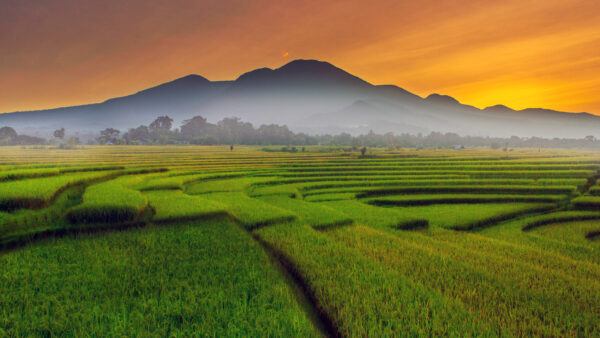 Wallpaper Paddy, Fields