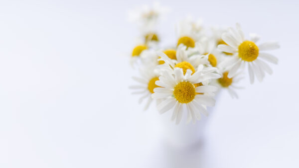 Wallpaper Download, Wallpaper, Cool, Images, Flowers, 4k, Free, Flower, 8k, Background, Phone, Pc, Desktop, White, Mobile