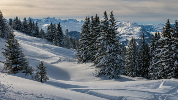 Wallpaper Snow, During, Mountain, Winter, And, Cloudy, Desktop, Trees, With, Nature, Forest, Background, Covered, Sky, Spruce