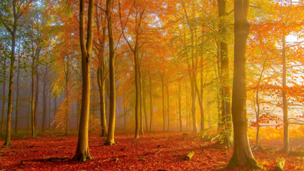 Wallpaper Desktop, With, Trees, Leaves, Forest, Colorful, During, Sunrise, Mobile, Nature