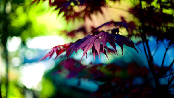 Wallpaper Desktop, Background, Blur, Leaves, Autumn, Nature, Colors