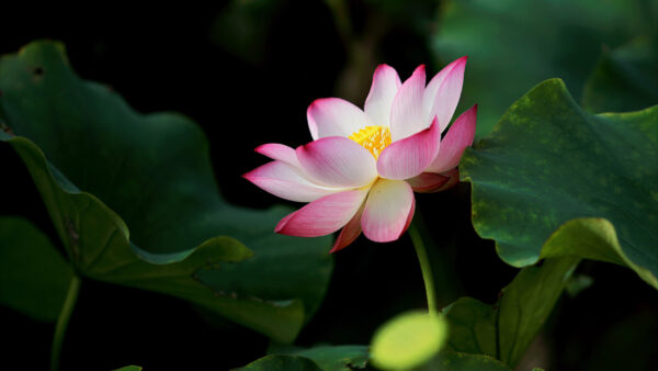 Wallpaper Big, Flowers, Flower, With, Lotus, Leaves, Pink